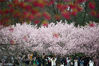 2019年3月16日，南京中山植物园内，游人在盛开的樱花下留影。