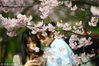 2019年3月16日，南京中山植物园内，游人在盛开的樱花下留影。