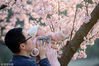 2019年3月16日，随着气温持续升高，南京中山植物园内樱花盛开，众多游人慕名前来观赏踏青。王跃武/视觉中国 编辑/陈进
