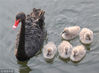 2019年3月17日，北京阳光明媚，在圆明园湖区，网红黑天鹅夫妇带领新近出生的五只宝宝戏水觅食、尽享春日暖阳，萌态十足。