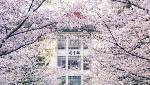 交通:地铁1号线玄武门(3号口)    南京林业大学   南林大的樱花如今