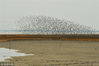 2019年3月18日，在山东省青岛市胶州湾国家级海洋公园潮间带，迁徙中的鸻鹬类候鸟停留觅食补充体能。