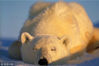 2010年4月18日消息，探险家阿莫斯·纳楚姆(Amos Nachoum)2007年6月在北极巴芬岛拍摄到了北极熊睡觉的可爱画面。当时他离这三头北极熊只有10英尺（约合3米）远，这对面对这种陆上最大的肉食动物来说可是非常危险的距离。