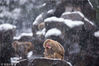 2016年1月22日，浙江省杭州市，一只猴子紧紧抱着自己的孩子，在暴风雪中睡着了。