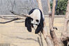 2014年1月1日，浙江省杭州市，杭州野生动物世界，大熊猫挂在树上睡觉。
