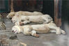 2014年9月17日，浙江省杭州市，杭州野生动物世界，小白狮在午休。