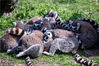 2015年3月25日，浙江省杭州市，杭州野生动物世界，一群环尾狐猴睡在一起。
