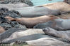 2018年6月13日讯（具体拍摄时间不详），美国加州，阿根廷摄影师Lucio Moujan镜头下的圣西蒙海滩，整个海滩被阳光下午睡的象海豹占领。摄影师说道，“那里大概有数百只象海豹吧，我不知道具体数目，但是那有一大群。不仅仅是那片海滩，他们也躺在岩石顶部或是附近的海滩上。