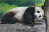 2018年7月13日，南京红山森林动物园的大熊猫在空调房里睡觉。