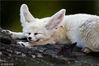 当地时间2018年8月28日，法国厄尔省瓦德勒伊，动物园内的一只非洲狐睡觉。