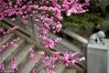 2019年3月19日，西安兴庆宫公园内花团锦簇，唐式风格的建筑风格衬托下美不胜收。
