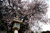 2019年3月19日，西安兴庆宫公园内花团锦簇，唐式风格的建筑风格衬托下美不胜收。