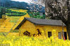 2019年3月15日，湖北省宜昌市夷陵区分乡镇普溪河村农房墙绘的花田农耕图与油菜花相映融为一体的风景。