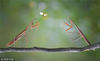 当地时间2014年9月，印度尼西亚唐格朗，一只螳螂拿了一朵花，献给了另一只螳螂。34岁的Yudy Sauw看到了这一“浪漫”场景并用镜头记录了下来。barcroftmedia/视觉中国