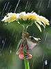 2015年5月29日消息（具体拍摄时间不详），印尼雅加达，两只机智的青蛙为了避免被雨淋湿，躲在花下避雨。它们紧紧抓住菊花的茎，绽放的花朵成为天然的“雨伞”。摄影师Ajar Setiadi在后花园中拍到这有趣的一幕。chinafotopress/视觉中国