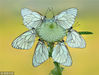 2015年8月21日消息（具体拍摄时间不详），停落在花朵上的蝴蝶。第一眼看过去，好像是一朵绽放的花朵，但事实上，花瓣是由展翅的蝴蝶拼成的。这些令人震撼的超现实蝴蝶花的图片，是在一个大公园中拍摄的，植物上可以看到成百上千的蝴蝶和其他昆虫。来自意大利韦莱特里的摄影师Mauro Maione表示，这些有着黑色纹理的白蝴蝶非常的平和，拍照非常容易。chinafotopress/视觉中国