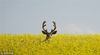 2016年7月25日讯（具体拍摄时间不详），加拿大卡尔加里，一头牡鹿站在油菜花田里。摄影师杰夫·麦金托什在他家附近的田野上抓拍到这头鹿，它从一米多高的油菜花中探出头来，似乎正对着镜头摆姿势。其实当时它正在吃草，注意到附近有动静就将头抬起来看看发生了什么。当发现摄影师之后，它转头四处查看是否有危险。Jeff McIntosh/视觉中国