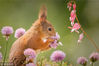 2017年4月13日讯（具体拍摄时间不详），瑞典Bispgarden，摄影师Geert Weggen在自家的花园里拍摄到6只可爱的松鼠在嗅着鲜花寻找食物，可爱呆萌。视觉中国