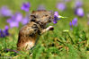 2018年8月21日讯（具体拍摄时间不详），法国，一只小老鼠在田野里入迷地享受着鲜花的芬芳。它是如此陶醉于鲜花的香气，甚至将鼻子整个塞进了花朵中。最终，这只“浪漫”的小老鼠甚至特意采了一朵花握在它的小爪子里。Solent News/视觉中国