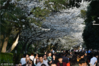 2019年3月20日，二十四节气“春分”将至，武汉大学樱花如期绽放，吸引了众多游客前来打卡、留影。据悉，武汉大学将于3月21日起实行封闭管理，社会公众进入校园赏樱必须提前预约。