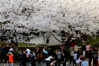 2019年3月20日，武汉大学樱花绽放，吸引了众多游客前来打卡、留影。据悉，武汉大学将于3月21日起实行封闭管理，赏樱游客需在武大官方平台提前3天实名预约，入校刷脸验证。