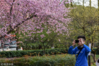 2019年3月20日，武汉大学樱花一夜绽放，市民游客蜂拥而来，赏樱拍照留念，摄影发烧友纷纷出动。