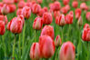 As Spring is coming, main parks in Huai'an City are entering the flower season. The Bochi Mountain Scenic Area held the 6th Tulip Festival on March 20, presenting 160,000 tulip flowers in 12 varieties to the public.
This year's tulip exhibition is located in the southeast corner of the scenic spot and covers an area of 20,000 square meters. The scenic spot also added plants that feature an abundance of flowers, such as Yulan magnoli, Chinese flowering apple and Chinese violet cress, together with potted plants and a variety of exotic flowers and plants to welcome visitors.
The Tulip Festival will be free to the public from 8:30 to 17:30 every day between March 20 and April 10.