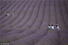 当地时间2018年8月2日，英国希钦，花季即将结束的薰衣草田。一般来说，薰衣草的花期通常在八月中下旬结束，然而由于高温和长时间日照，今年的盛花期提前了。