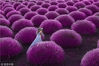 2018年7月16日讯（具体拍摄时间不详），土耳其伊斯帕塔，一名女子走在紫色的薰衣草田中。54岁的农业工程师Altan Gökçek记录下了这梦幻的一刻，“我一直在寻找一处适合拍照的地方，直到我发现了这片薰衣草田，这里简直太美了！”