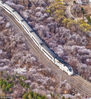 2017年3月，北京，居庸关长城山花烂漫，花海列车穿行其间，被人们称为开往春天的列车。