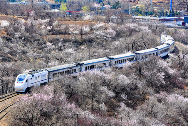 北京居庸关附近山花盛开 S2线列车穿行在花海之中