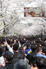 2019年3月23日，南京鸡鸣寺樱花盛开，现场人潮涌动，赏花游客众多。