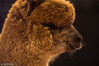 当地时间2019年3月23日，英国特尔福德，英国羊驼协会全国展览举行，来自全国各地的羊驼聚集在一起争冠军头衔。OLI SCARFF /视觉中国