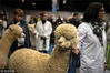 当地时间2019年3月23日，英国特尔福德，英国羊驼协会全国展览举行，来自全国各地的羊驼聚集在一起争冠军头衔。