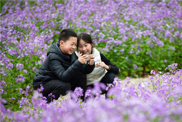  南京二月兰盛开 “紫色花海”烂漫迷人