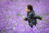 2019年3月24日，一名小朋友在南京科技馆湿地公园盛开的二月兰花丛间玩耍。