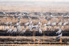 2019年3月2日，宁夏石嘴山。春风送暖，黄河两岸冰雪消融，在宁夏黄河湿地，上千只国家二级保护动物灰鹤在这里飞翔觅食，场面壮观。