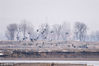 2019年3月2日，宁夏石嘴山。春风送暖，黄河两岸冰雪消融，在宁夏黄河湿地，上千只国家二级保护动物灰鹤在这里飞翔觅食，场面壮观。
