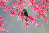 2019年3月8日，安徽金佛山，一只小鸟在花枝间觅食栖息。