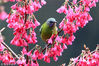 2019年3月8日，安徽金佛山，一只小鸟在花枝间觅食栖息。