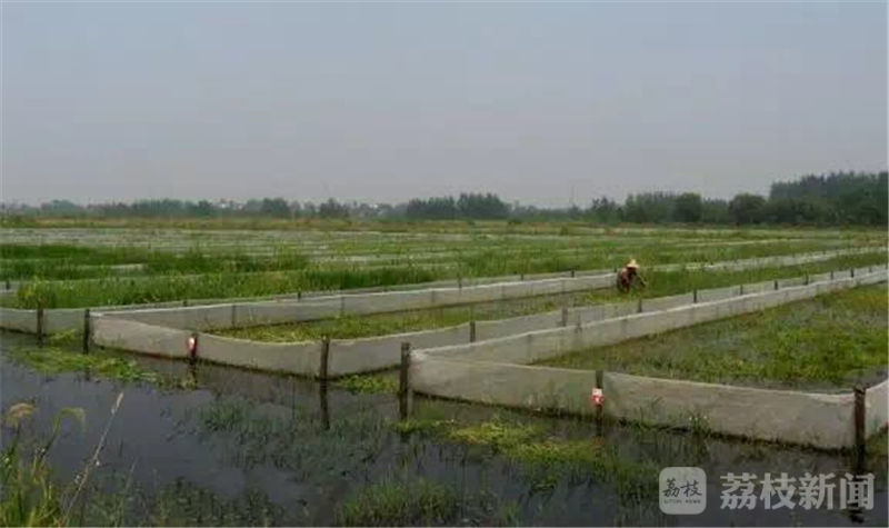 【乡村振兴的江苏实践】现代农业样板村如何炼成？生态循环农业了解一下！