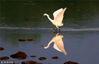 2019年4月9日，新安江上游安徽黄山市丰乐河段水域，白鹭在或觅食小憩、飞翔嬉戏。