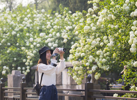 Flowering plant attracts visitors to Nanjing park