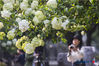 Tourists appreciate hydrangea macrophylla blooms in Wuchaomen Park at Ming Imperial Palace Relic Site in Nanjing City, April 8, 2019. The light green flowers and the lush plants form a spectacular scenery.  (Photo/VCG)  