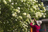 Tourists appreciate hydrangea macrophylla blooms in Wuchaomen Park at Ming Imperial Palace Relic Site in Nanjing City, April 8, 2019. The light green flowers and the lush plants form a spectacular scenery.   (Photo/VCG) 