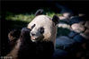 当地时间2019年4月10日，丹麦哥本哈根，哥本哈根动物园为雌性大熊猫“毛二”和雄性大熊猫“星二”举行正式欢迎仪式，女王玛格丽特二世出席并为熊猫馆剪彩，届时两只大熊猫也首次正式和媒体见面。丹麦公众从4月11日起将可以看到大熊猫。