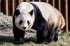当地时间2019年4月10日，丹麦哥本哈根，哥本哈根动物园为雌性大熊猫“毛二”和雄性大熊猫“星二”举行正式欢迎仪式，女王玛格丽特二世出席并为熊猫馆剪彩，届时两只大熊猫也首次正式和媒体见面。丹麦公众从4月11日起将可以看到大熊猫。