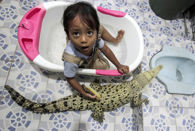 印尼三岁小女孩和鳄鱼成好朋友 一起玩耍沐浴