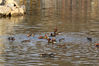 2019年4月12日，黑龙江省哈尔滨市，兆麟公园鸳鸯湖中，已有25对、超过50只鸳鸯迁徙而至。它们两两成对，在鸳鸯湖中亲昵嬉戏，吸引来几十位摄影爱好者围观拍摄。25对，超50只成年鸳鸯来此繁衍，已打破去年创造的15对纪录。来源：东方IC 