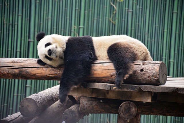 北京：大熊猫变“趴趴熊”吃睡 “醉卧”花丛中